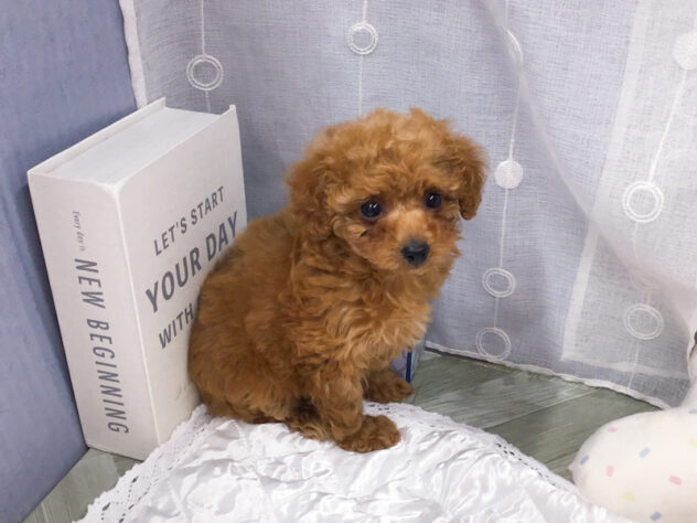 愛知県のトイプードル(トイ) (アミーゴ知立店/2025年12月21日生まれ/女の子/レッド)の子犬の3枚目の画像