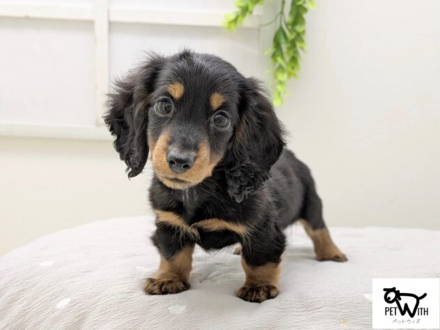 福島県のミニチュアダックスフンド(ロング) (アミーゴ会津若松店/2025年12月6日生まれ/男の子/ブラックタン)の子犬の1枚目の画像