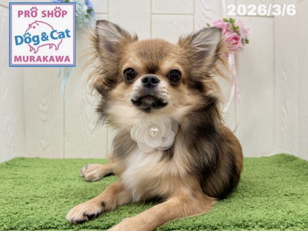広島県のチワワ(ロング) (アミーゴ大町店/2025年5月11日生まれ/女の子/フォーン)の子犬の1枚目の画像