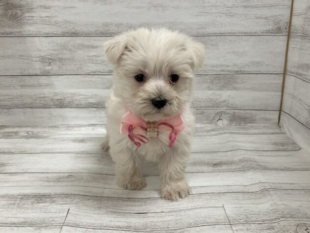 福島県のハーフ犬・ミックス犬 (アミーゴ小名浜店/2025年12月16日生まれ/女の子/06 ホワイト系)の子犬