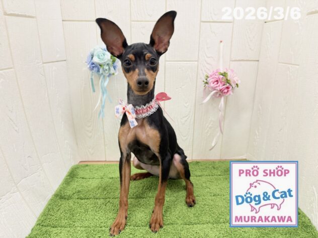 広島県のミニチュアピンシャー (アミーゴ大町店/2025年7月20日生まれ/女の子/ブラックタン)の子犬の1枚目の画像