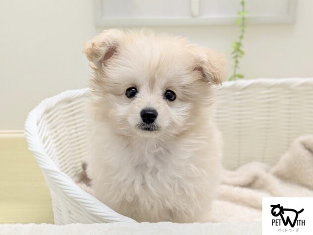 福島県のハーフ犬・ミックス犬 (アミーゴ会津若松店/2025年11月25日生まれ/男の子/クリーム)の子犬