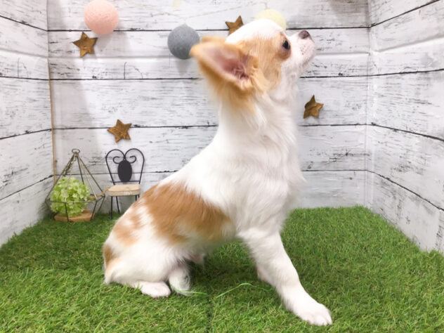 愛知県のチワワ(ロング) (アミーゴ知立店/2025年9月13日生まれ/男の子/クリームゴールド)の子犬の3枚目の画像