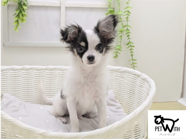 福島県のチワワ(ロング) (アミーゴ会津若松店/2025年10月14日生まれ/男の子/ブラックタンホワイト)の子犬