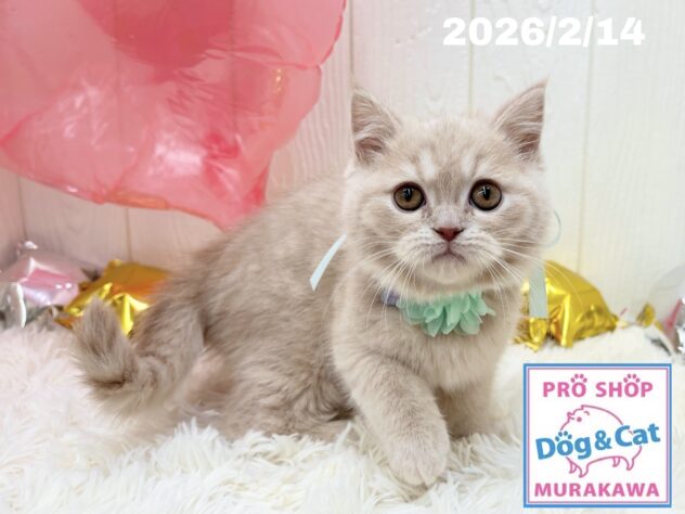 広島県のハーフ猫・ミックス猫 (アミーゴ大町店/2025年12月5日生まれ/男の子/クリームタビー)の子猫の2枚目の画像