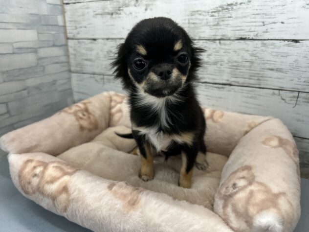 広島県のチワワ(ロング) (アミーゴ多治米店/2025年10月3日生まれ/女の子/ブラックタンホワイト)の子犬の1枚目の画像