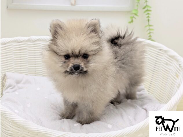 福島県のポメラニアン (アミーゴ会津若松店/2025年12月24日生まれ/女の子/オレンジ)の子犬