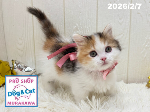 広島県のマンチカン (アミーゴ大町店/2025年12月4日生まれ/女の子/ブラウンパッチドタビーホワイト)の子猫の2枚目の画像