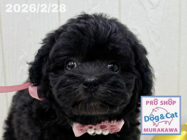 広島県のハーフ犬・ミックス犬 (アミーゴ大町店/2026年1月1日生まれ/女の子/グレー)の子犬の1枚目の画像