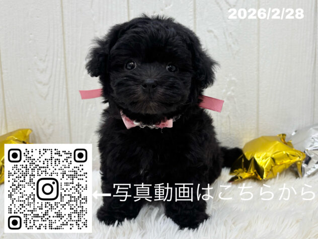 広島県のハーフ犬・ミックス犬 (アミーゴ大町店/2026年1月1日生まれ/女の子/グレー)の子犬の3枚目の画像