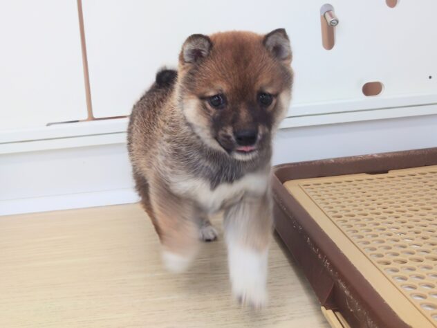 岡山県の豆柴 (アミーゴ中庄店/2025年12月13日生まれ/男の子/赤)の子犬の3枚目の画像