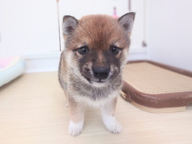 岡山県の豆柴 (アミーゴ中庄店/2025年12月13日生まれ/男の子/赤)の子犬の4枚目の画像