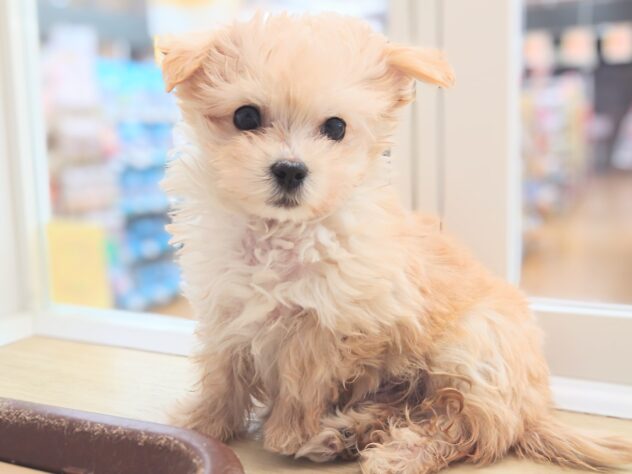 岡山県のハーフ犬・ミックス犬 (アミーゴ中庄店/2025年12月7日生まれ/男の子/アプリコット)の子犬の4枚目の画像