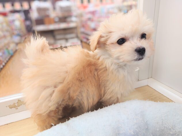 岡山県のハーフ犬・ミックス犬 (アミーゴ中庄店/2025年12月7日生まれ/男の子/アプリコット)の子犬の4枚目の画像