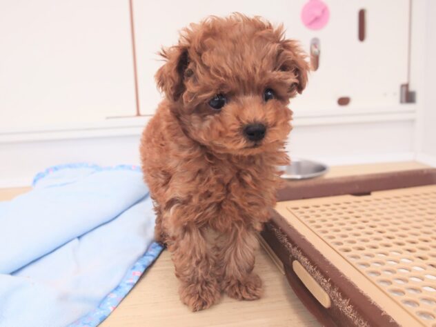 岡山県のトイプードル(トイ) (アミーゴ中庄店/2025年12月22日生まれ/男の子/レッドフォーン)の子犬の1枚目の画像