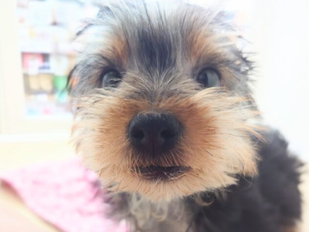 岡山県のヨークシャーテリア (アミーゴ中庄店/2025年11月29日生まれ/女の子/スチールブルータン)の子犬の4枚目の画像