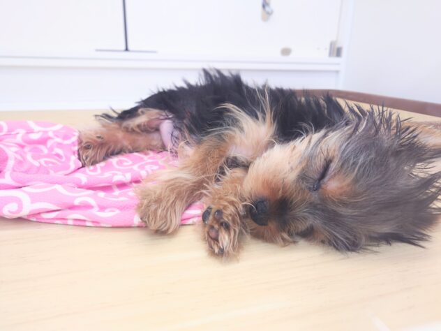 岡山県のヨークシャーテリア (アミーゴ中庄店/2025年11月29日生まれ/女の子/スチールブルータン)の子犬の3枚目の画像