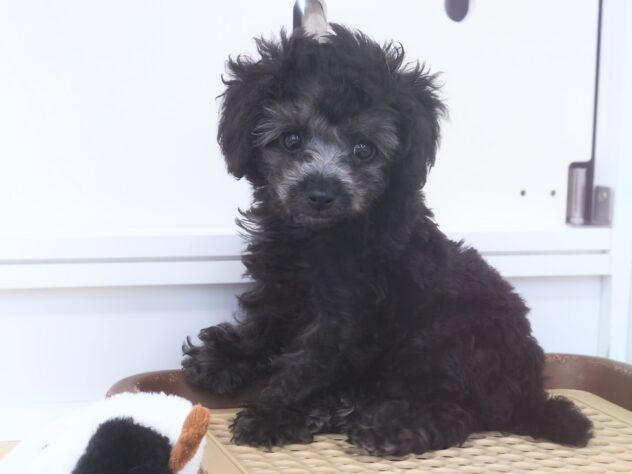 岡山県のトイプードル(トイ) (アミーゴ中庄店/2025年12月20日生まれ/男の子/グレー)の子犬の4枚目の画像