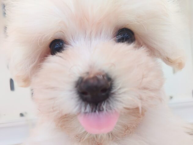 岡山県のハーフ犬・ミックス犬 (アミーゴ中庄店/2025年12月6日生まれ/女の子/クリーム)の子犬の3枚目の画像