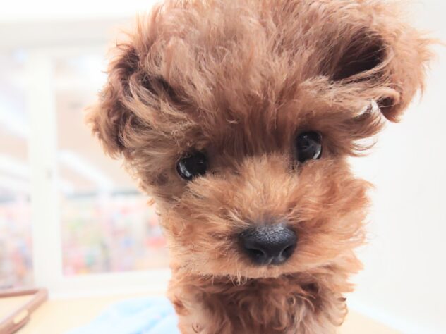 岡山県のトイプードル(トイ) (アミーゴ中庄店/2025年12月22日生まれ/男の子/レッドフォーン)の子犬の3枚目の画像