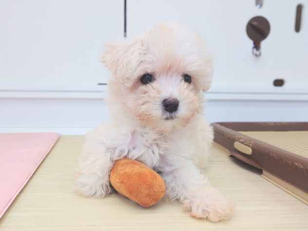 岡山県のハーフ犬・ミックス犬 (アミーゴ中庄店/2025年12月6日生まれ/女の子/クリーム)の子犬の2枚目の画像