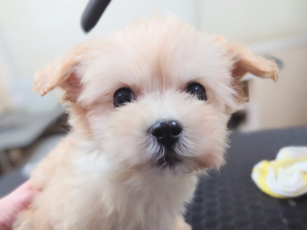 岡山県のハーフ犬・ミックス犬 (アミーゴ中庄店/2025年12月7日生まれ/男の子/アプリコット)の子犬の1枚目の画像