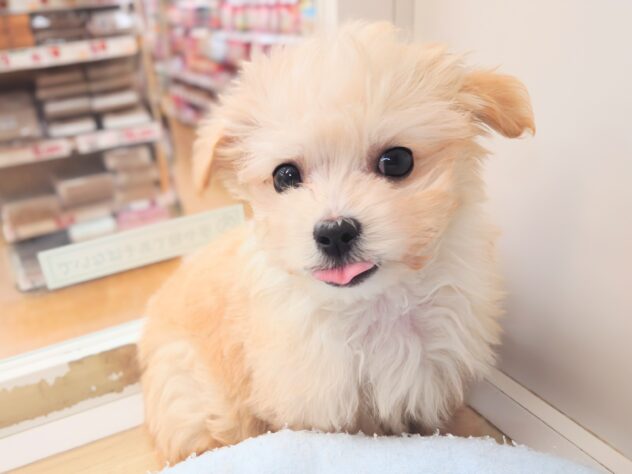 岡山県のハーフ犬・ミックス犬 (アミーゴ中庄店/2025年12月7日生まれ/男の子/アプリコット)の子犬の1枚目の画像