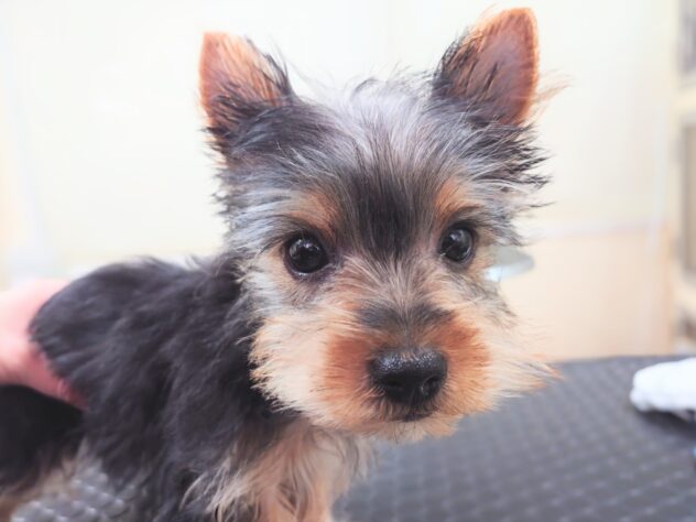 岡山県のヨークシャーテリア (アミーゴ中庄店/2025年11月29日生まれ/女の子/スチールブルータン)の子犬