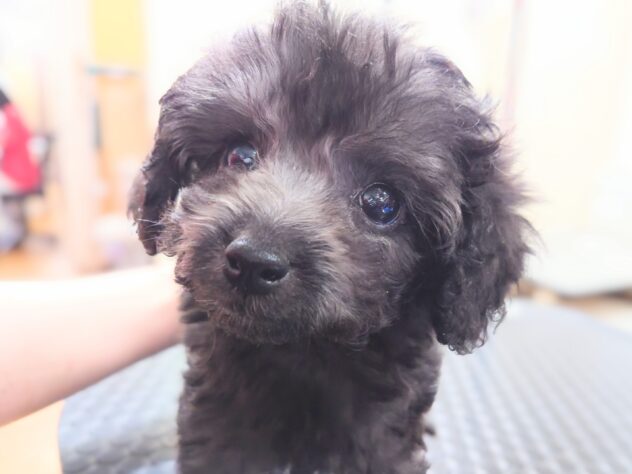 岡山県のトイプードル(トイ) (アミーゴ中庄店/2025年12月20日生まれ/男の子/グレー)の子犬の2枚目の画像