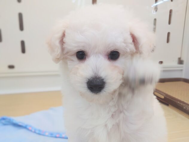 岡山県のハーフ犬・ミックス犬 (アミーゴ中庄店/2025年12月30日生まれ/女の子/クリーム)の子犬の1枚目の画像