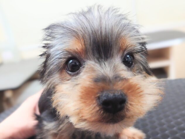 岡山県のヨークシャーテリア (アミーゴ中庄店/2025年11月29日生まれ/女の子/スチールブルータン)の子犬の2枚目の画像