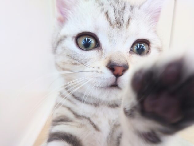 岡山県のアメリカンショートヘアー (アミーゴ中庄店/2025年11月19日生まれ/男の子/シルバータビーホワイト)の子猫の1枚目の画像