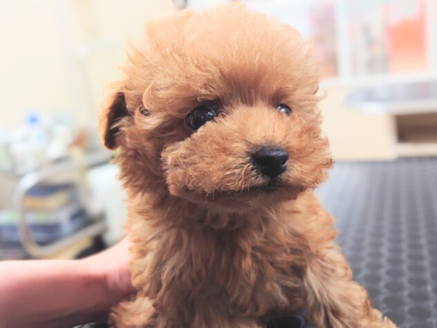 岡山県のトイプードル(トイ) (アミーゴ中庄店/2025年12月22日生まれ/男の子/レッドフォーン)の子犬の2枚目の画像
