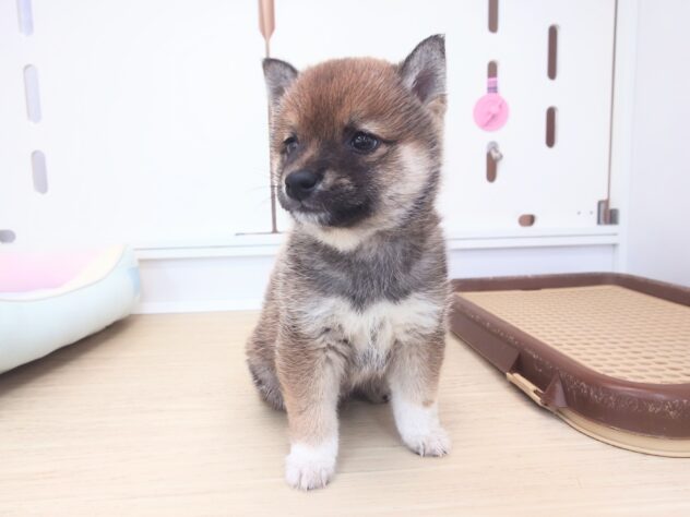 岡山県の豆柴 (アミーゴ中庄店/2025年12月13日生まれ/男の子/赤)の子犬の2枚目の画像