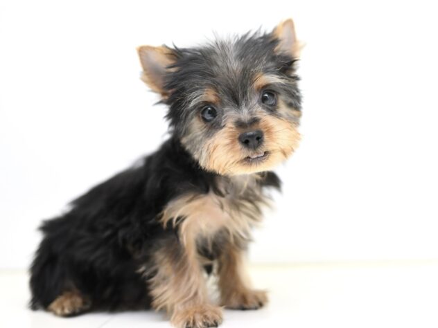 岡山県のヨークシャーテリア (アミーゴ大安寺店/2025年11月29日生まれ/女の子/スチールブルータン)の子犬