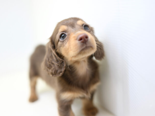 岡山県のミニチュアダックスフンド(ロング) (アミーゴ大安寺店/2025年12月15日生まれ/女の子/チョコレートタン)の子犬の2枚目の画像