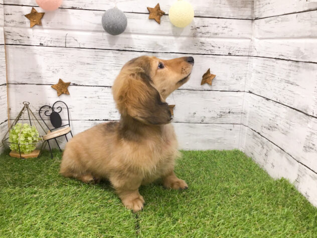 愛知県のカニンヘンダックスフンド(ロング) (アミーゴ知立店/2025年11月15日生まれ/男の子/レッド)の子犬の3枚目の画像