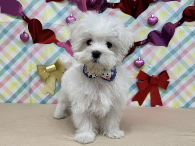 山形県のマルチーズ (アミーゴ酒田店/2025年11月16日生まれ/男の子/06 ホワイト系)の子犬の2枚目の画像