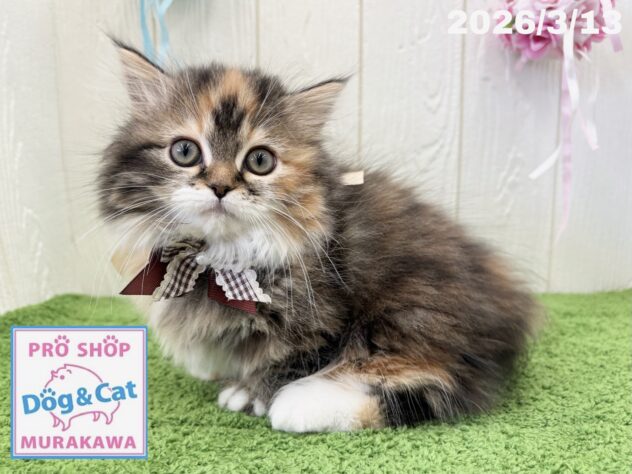 広島県のミヌエット (アミーゴ大町店/2025年12月18日生まれ/女の子/ブラウンパッチドタビーホワイト)の子猫の1枚目の画像
