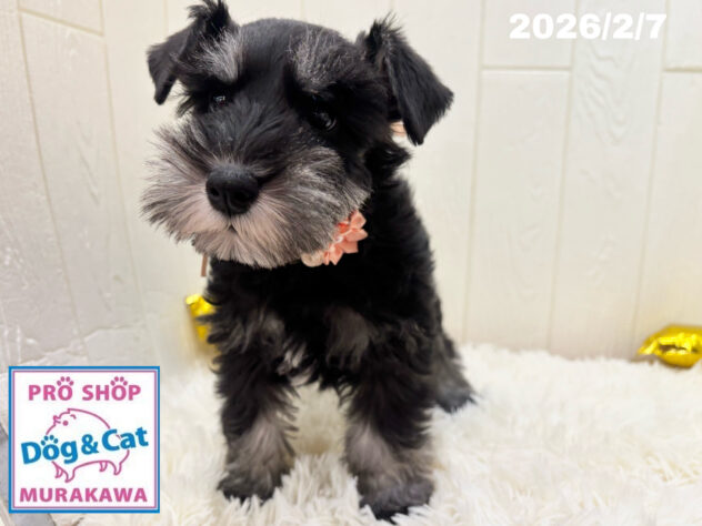 広島県のミニチュアシュナウザー (アミーゴ大町店/2025年11月26日生まれ/女の子/ブラックシルバー)の子犬の3枚目の画像