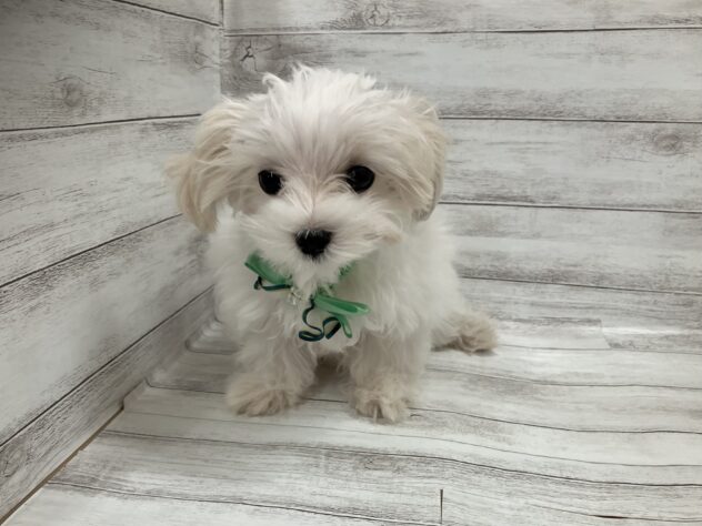 福島県のマルチーズ (アミーゴ小名浜店/2025年11月1日生まれ/男の子/ホワイト)の子犬