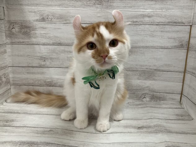 福島県のハーフ猫・ミックス猫 (アミーゴ小名浜店/2025年8月26日生まれ/男の子/レッドタビーホワイト)の子猫