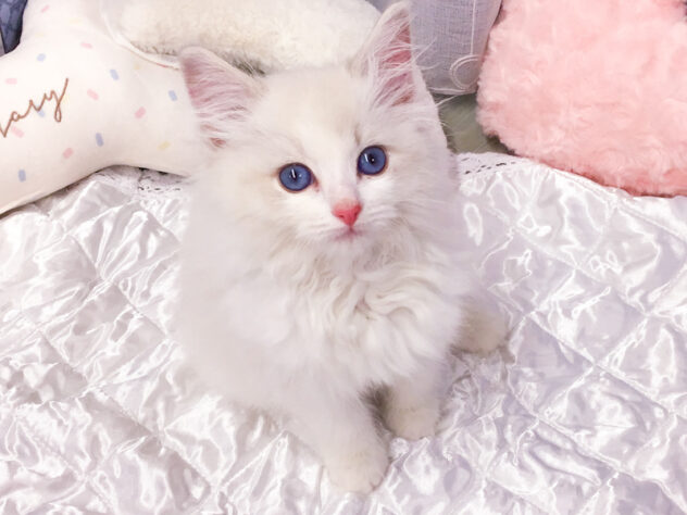 愛知県のラグドール (アミーゴ知立店/2025年11月28日生まれ/男の子/ブルーポイントバイカラー)の子猫の2枚目の画像