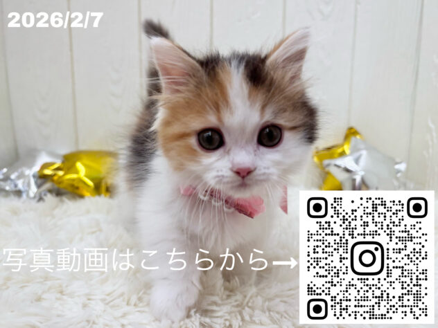 広島県のマンチカン (アミーゴ大町店/2025年12月4日生まれ/女の子/ブラウンパッチドタビーホワイト)の子猫の3枚目の画像