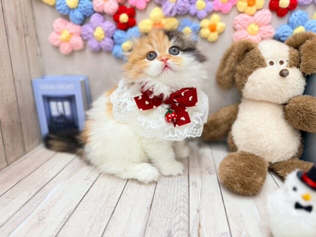 岡山県のスコティッシュフォールド (ワンキャラット アミーゴ高屋店/2025年12月13日生まれ/女の子/ダイリュートキャリコ)の子猫