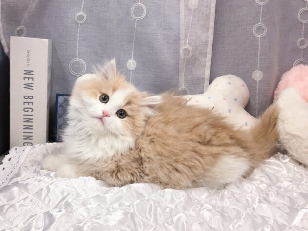 愛知県のミヌエット (アミーゴ知立店/2025年12月7日生まれ/男の子/クリームタビーホワイト)の子猫の2枚目の画像