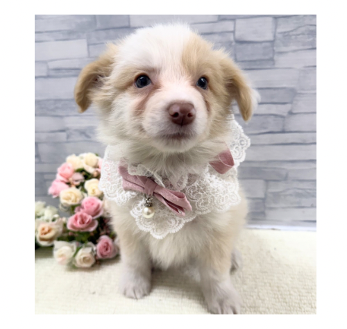 山口県のボーダーコリー (アミーゴ周南店/2025年12月13日生まれ/女の子/レッドホワイト)の子犬の3枚目の画像