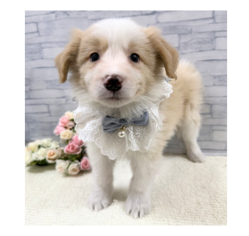 山口県のボーダーコリー (アミーゴ周南店/2025年12月13日生まれ/男の子/レッドホワイト)の子犬の2枚目の画像