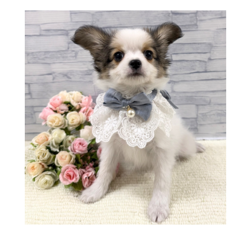 山口県のハーフ犬・ミックス犬 (アミーゴ周南店/2025年11月30日生まれ/男の子/ホワイトレッド)の子犬の3枚目の画像