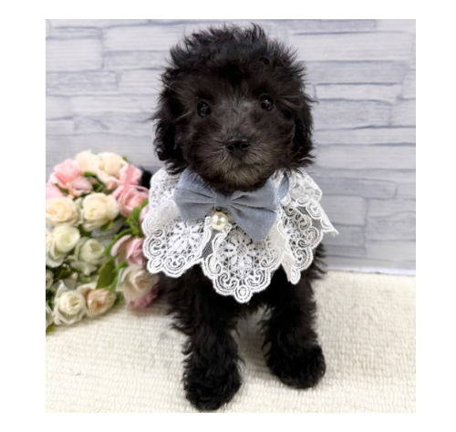 山口県のトイプードル(トイ) (アミーゴ周南店/2025年12月6日生まれ/男の子/シルバー)の子犬の1枚目の画像